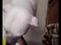 ALPO Real Meat Moments Video Contest