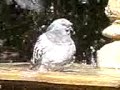 Fattest Pigeon in the World