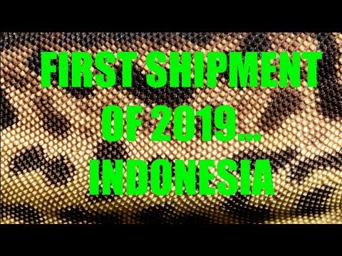 YouTube reptile video