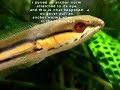 blind snakehead