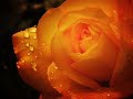 Ye Baarish ka Pani - Kumar Sanu Alka Yagnik