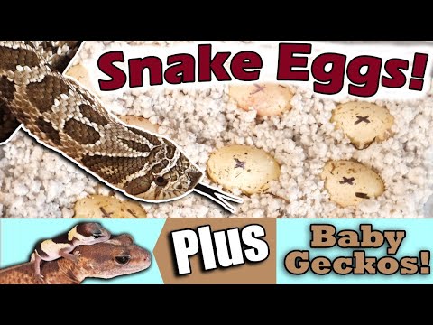 YouTube reptile video