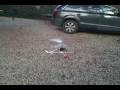 videos de Elicottero Radiocomandato Schweizer 300C EP Concept Kyosho (2° Video) [Dea]