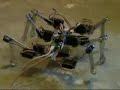 Hexapod - walking robot Hexapod - walking robot