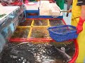 Jagalchi Market Fish