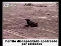 terrorimos belico contra animales parte 3 terrorimos belico contra animales parte 3