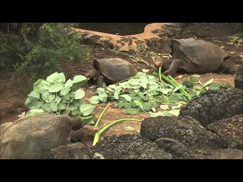 Galapagos Tortoises Conservation