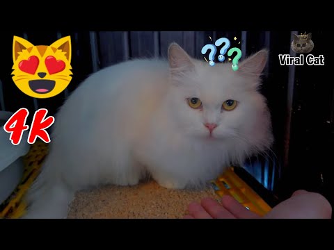 Hài Hước Thư Giãn Cùng Các Hoàng Thượng Mèo Video 4K Tập 8