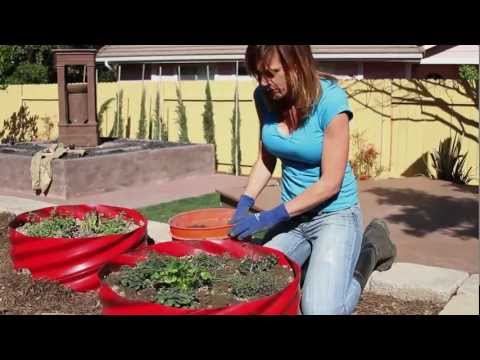 how to fertilize herb garden