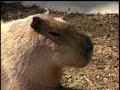 ZooTube2: Koalas, Anteaters, Rhinos, Elephants