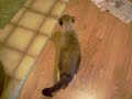 Palomino Cat Ready For Breakfast! Palomino Cat Ready For Breakfast!