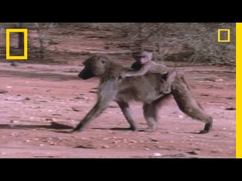 baboon