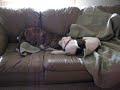 sweetie and magnum go nuts over comforter sweetie and magnum go nuts over comforter