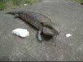 Blue tongue Lizard