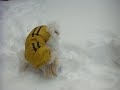 Beau playing with ball in the snow