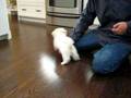 Thomas the maltese puppy learning new tricks