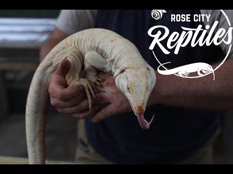 YouTube reptile video