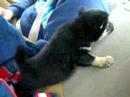 puppy wayland 1 puppy wayland 1