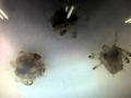 �Ӥ���� �����ǥ����� dream girls pthius pubis:YouTube������=2,463��
