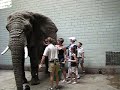Elephant Encounter Jalowsky