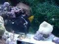 Black Angler Eating Molley