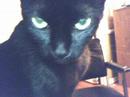 In Memory Of Our Beloved Kitty Kirara