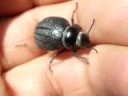 Pimelia villanovae