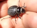 Pimelia villanovae