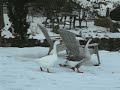 Geese Release Geese Release