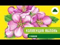 Видео Коллекция яблонь в Южном