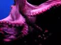 NOBORIBETSU,OCTOPUS