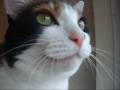 猫が困ってる時の声 - The voice of a busy cat.