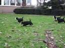 Puppies Lucy rennen deel 1