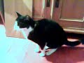 Kater Mikesch www.messeneuheiten.de.tt