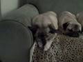 napping pugs