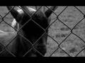 Aux Raus - Fall