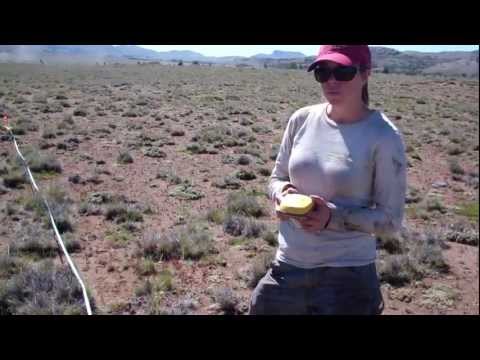 how to belt transect