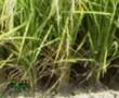 mna controlled irrigation 1