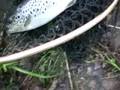 4 Brown Trout