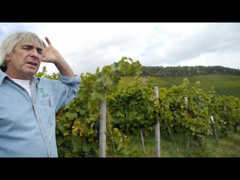 Wein Fest Schmalzried: Der Dornfelder Weinberg und Pflege der ökologischen Weinberge