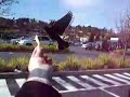 bird eats out of tony hand