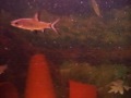 Silver Sharks, Angels etc......feeding
