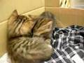 こねこプロレス