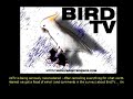 what-my-parrot-does-when-i-go-out.html