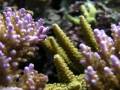 Acropora sp