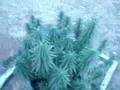 our first marijuana plantations