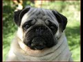 pug carlino perros
