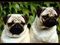 Pugs Pugs