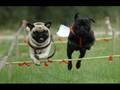 Pugs