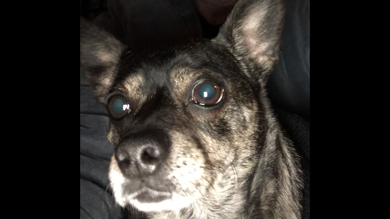 A Comedy Quickie: Puparazzi